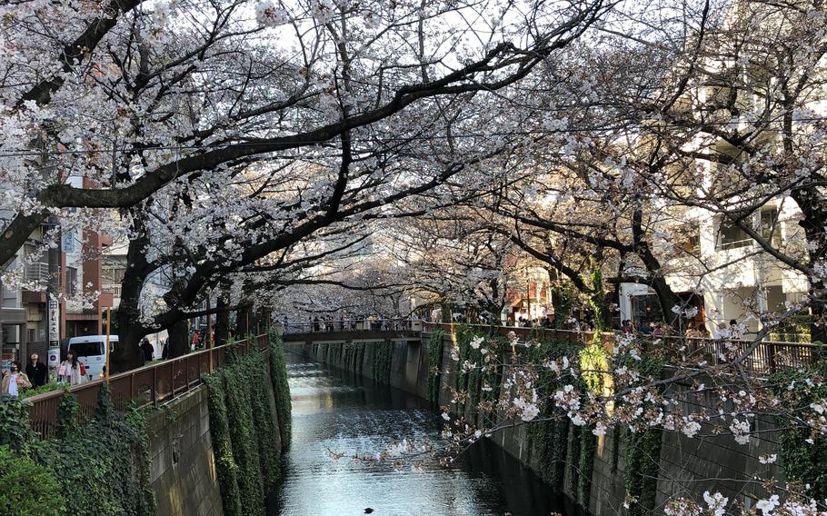 Cherry blossom trees over the Meguro River